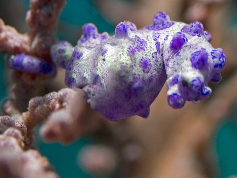 Seaventures House Reef, Pygmy Seahorse